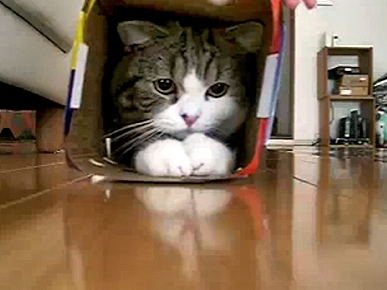 Fat Cat Squeezes into a Small Box