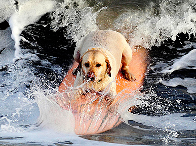 Woofs & Waves: Harvey the Surfing Dog!