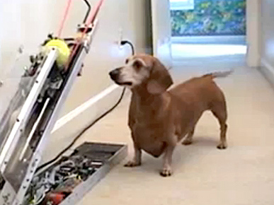Jerry the Dachshund is a Fetching Machine