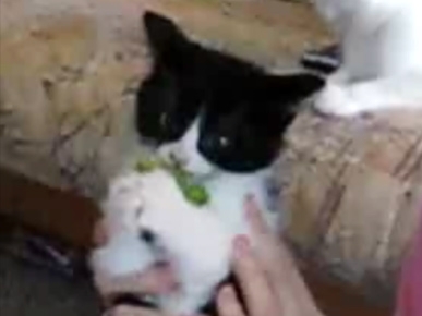 Paws Off my Broccoli!