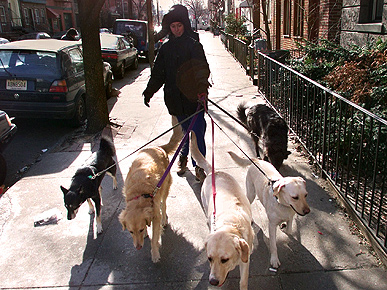Got Laid Off? How 'Bout New Career as Dog Walker?