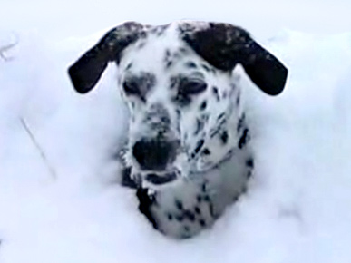 Snow Joy! Happy Dog Leaps With Glee
