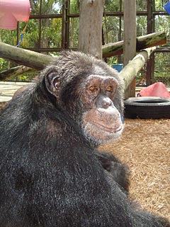 michael jacksons chimp