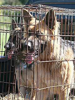 Jon Gosselin Sends Away the Family Dogs | Jon Gosselin