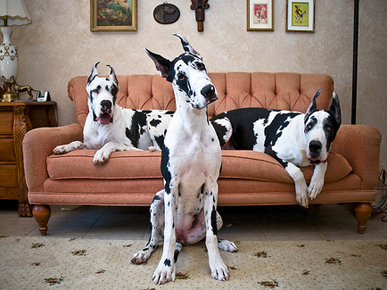 Caption Contest: Inside a Great Dane Palace