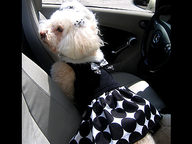 Dogstyles Of the Rich & Famous: The Hollywood Mutt Club
