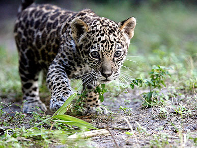 Quicks Hits:  Costco Stocks Frontline; New Insect Exhibit in New Orleans