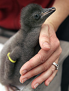 Chicks Galore! Sea World's Bumper Crop of Penguins