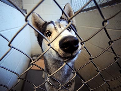 Rocko Gets A Home! But Your Help Still Needed For Fire-Destroyed Shelter