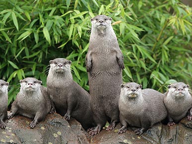 These Otters Say: Count Me In!