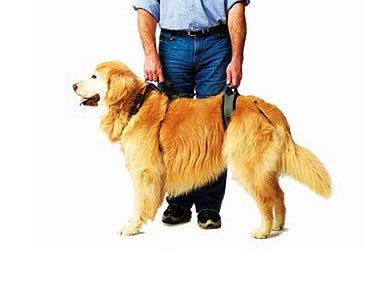 A Dashing Harness for Your Distinguished Senior Dog