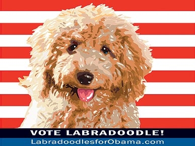 Labradoodle First Pup Campaign Heats Up