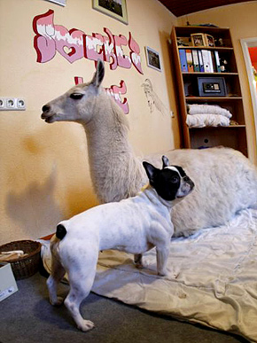 Three-Legged White Llama Seeks SWF
