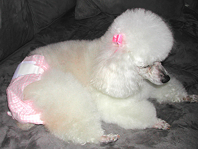 Don't Laugh! PUP'sters Doggy Diapers Actually Work