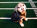 Quick Hits: Protecting Pets from Salmonella; Shelter From the Kentucky Storm
