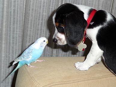 Quick Hits: Dogs Bred to be Pretty Aren't Smart; Horse Carriage Ban