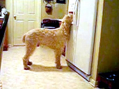 Quick Hits: Terriers are Westminster Favorites; Wounded Deer Seeks Help at Pet Store's Clinic