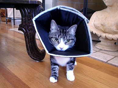 A Cone That's More Comfortable
