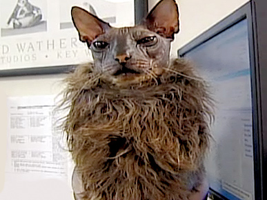 Tell Us! Is This the Ugliest Cat You've Ever Seen?