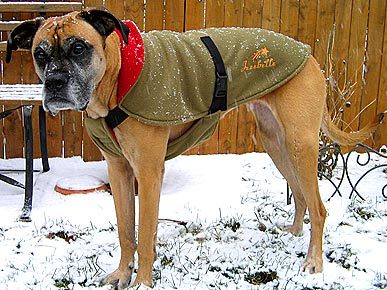 Did you know dogs were a man's best friend?