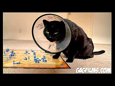 Friday's Funny Pet Video: Kitty Plays a Board Game!