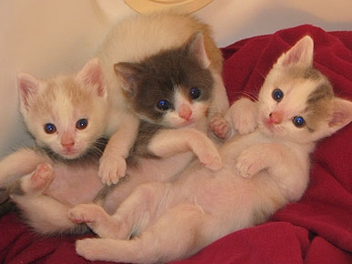 Tips on How To Win Click the Cutest