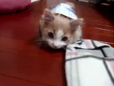Monday's Funny Pet Video: Kitty vs. Kleenex!