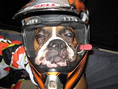 Caption Contest: What's This Boxer Gearing Up For?