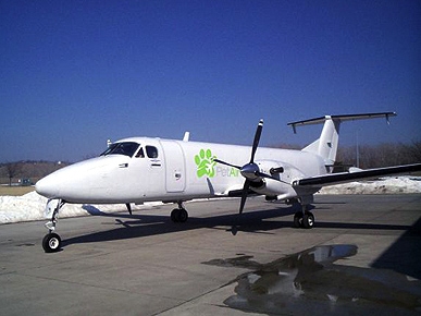 When Dogs Fly? It's Possible, Thanks to New Airline