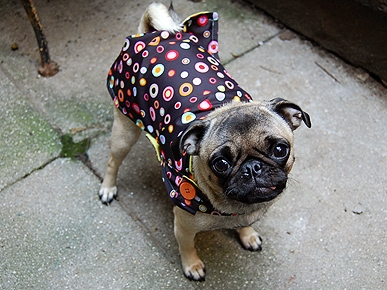 Broken Umbrellas Become Adorable Dog Coats