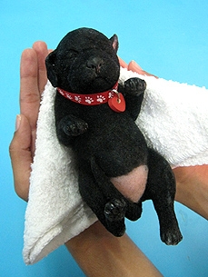 Rescue Critters' Fake Plastic Pets Help Train Veterinarians