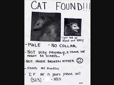 Friday's Funny Video: What Would You Do if You Saw a Found-Cat Poster That Pictured a Possum?