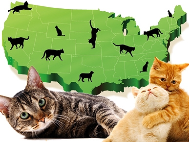 Top 10 Cat-Friendly Cities: Is Yours on the List?