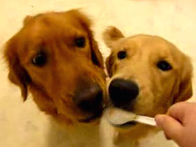 Wednesday's Funny Video: Pup is a Nutter for Peanut Butter