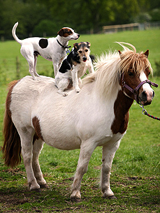Giddy Up! Dogs Who Are Pony Ride Pros