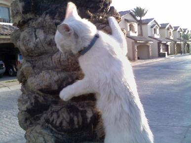 Caption Contest: What is this Sneaky Kitty Spying On?