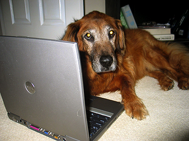 Get To Know: PEOPLE Pets Member Bo Hoefinger, Dog Blogger