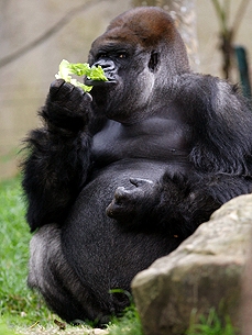 Kibabu the Gorilla Celebrates His 32nd Birthday – and a Good Cause!