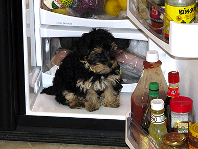 Caption Contest: What's This Puppy's Plan?