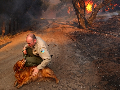 Emergency! 10 Ways to Prepare Your Pet For a Disaster