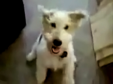 Tuesday's Funny Video: Rock On! It's a Head-Banging Puppy!