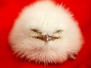 Rare Fuzzy-Wuzzy Frogmouth Born at Seattle Zoo