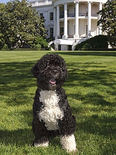 Puppy Up! Download the Official Bo Obama Baseball Card