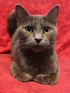 Adopt Me! Sebeka Needs a Warm Place to Chill