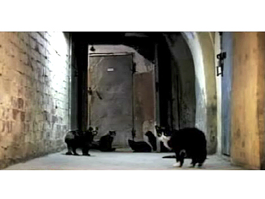 Cat Army Protects Vermeers from Vermin at the Hermitage Museum