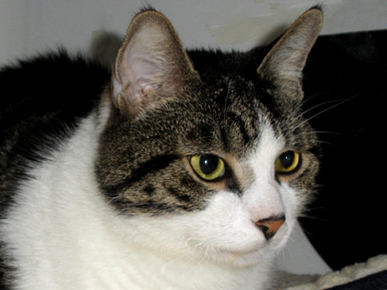 Adopt Me! Jello Wants to Gel with You