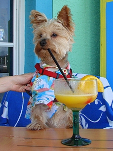 Animal 'D'oh!': It's 5 O'Clock Somewhere, Right?