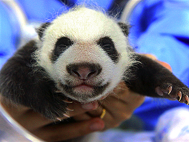 Thailand's First Baby Panda Turns 1 Month Old!
