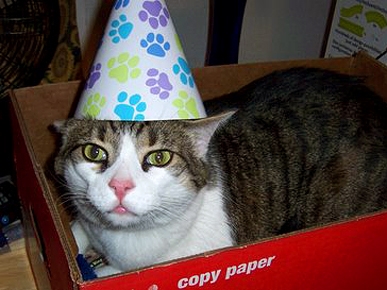 Tell Us: How Do You Celebrate Pet Birthdays?