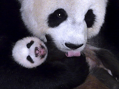Baby Panda Love